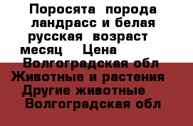 Поросята, порода(ландрасс и белая русская) возраст 1 месяц. › Цена ­ 3 000 - Волгоградская обл. Животные и растения » Другие животные   . Волгоградская обл.